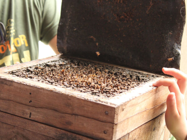 Abelhas sem ferrão transformam escolas do Paraná em laboratórios ambientais