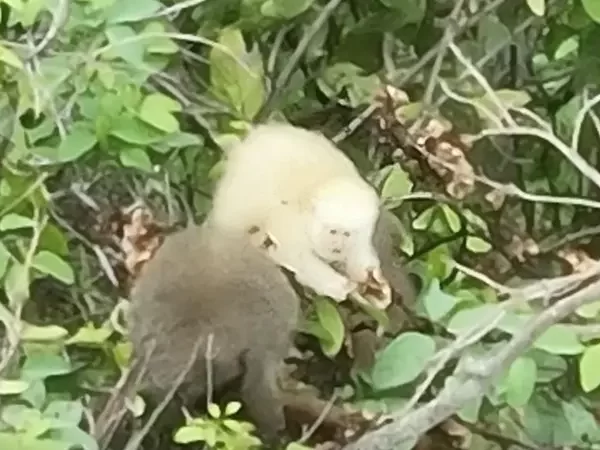 O que primeiro registro de sauá albino na Mata Atlântica representa para o meio ambiente
