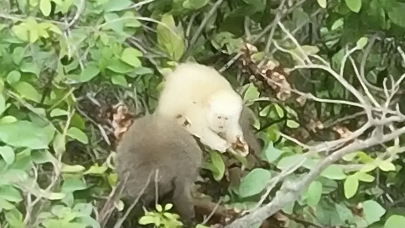 O que primeiro registro de sauá albino na Mata Atlântica representa para o meio ambiente