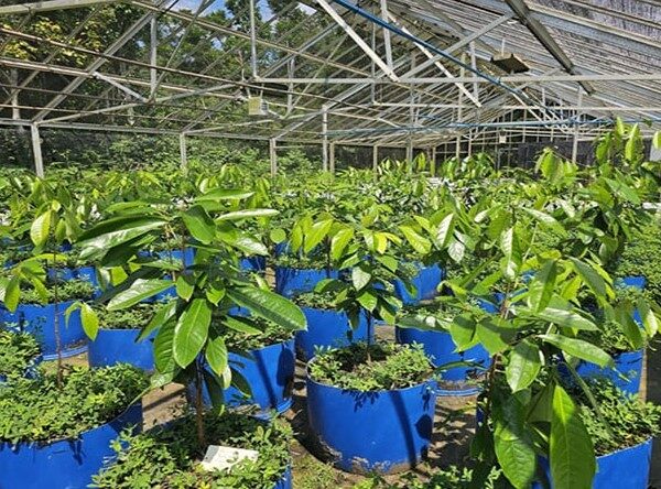 Projeto inovador busca recuperar o cultivo sustentável do pau-rosa na Amazônia