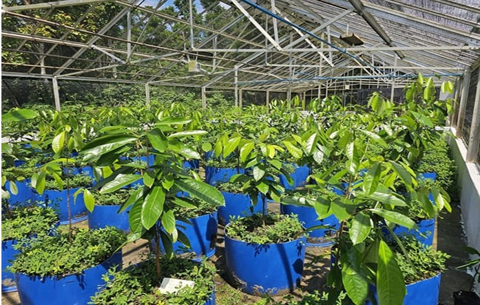 Projeto inovador busca recuperar o cultivo sustentável do pau-rosa na Amazônia