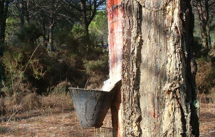 Resina de pinus pode ser tão rentável quanto a madeira