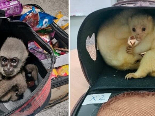 Identificados mais de 1.000 suspeitos numa operação global coordenada das autoridades, em todo o mundo, para reprimir o tráfico ilegal