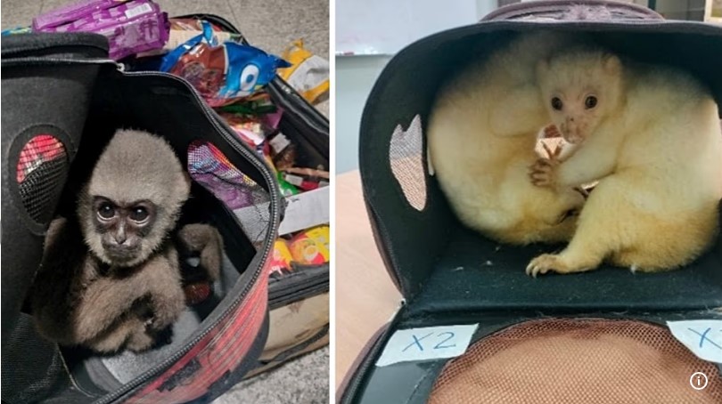 Identificados mais de 1.000 suspeitos numa operação global coordenada das autoridades, em todo o mundo, para reprimir o tráfico ilegal