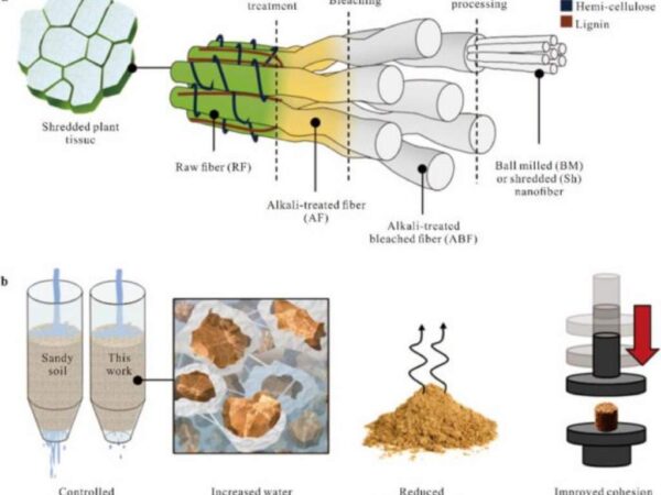 Pesquisadores nos Emirados Árabes Unidos convertem resíduos de abacaxi em nanofibras que melhoram a retenção de água em solos desérticos em 32,7%