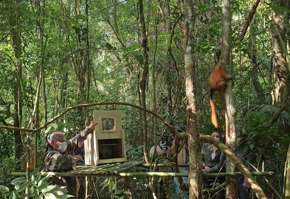 Micos-leões-dourados vítimas do tráfico voltam para natureza