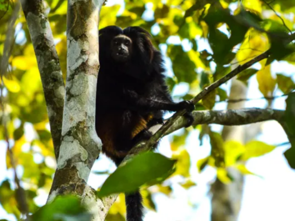 O que o mico-leão-preto tem a ver com a emergência climática?
