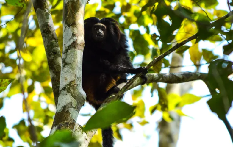 O que o mico-leão-preto tem a ver com a emergência climática?
