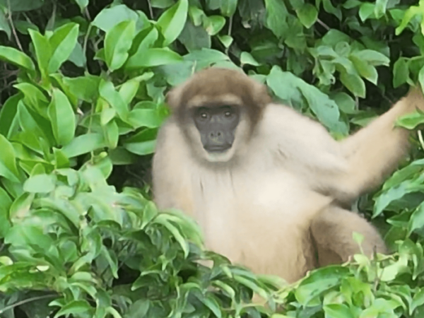 Drone registra muriquis pela primeira vez em área protegida do RJ