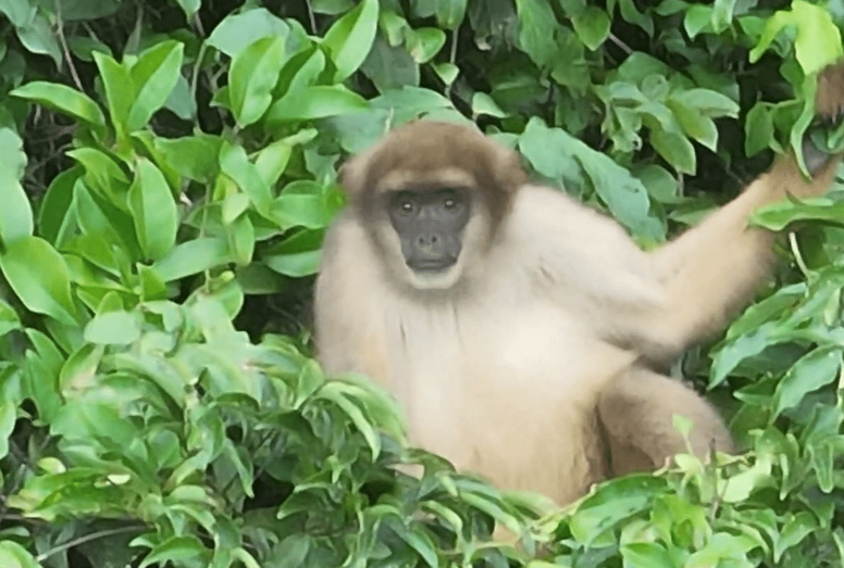 Drone registra muriquis pela primeira vez em área protegida do RJ
