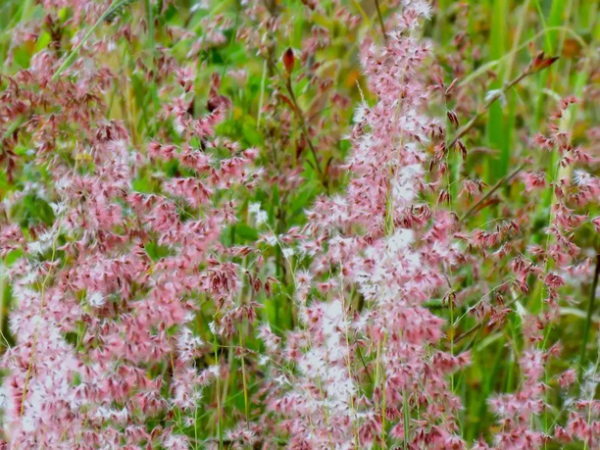 Invasão de capim africano aumenta risco de incêndios na Serra do Cipó