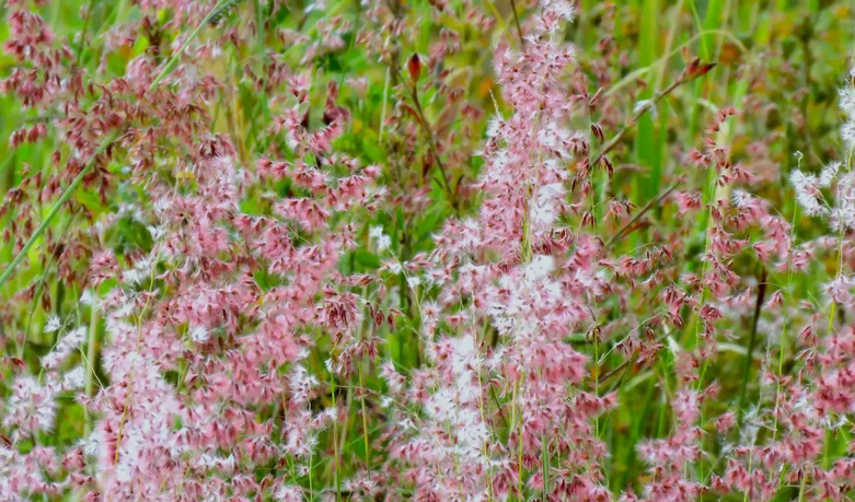 Invasão de capim africano aumenta risco de incêndios na Serra do Cipó