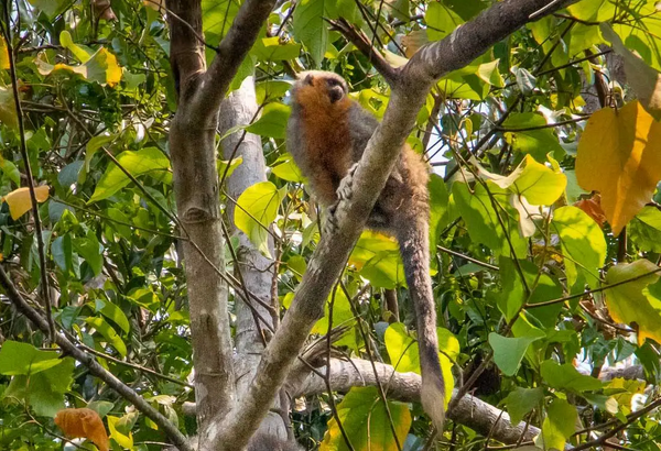 Zogue-zogue: um símbolo para Alta Floresta, no Mato Grosso