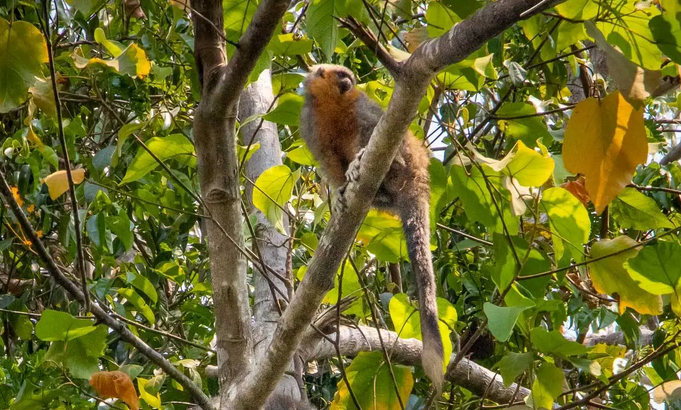 Zogue-zogue: um símbolo para Alta Floresta, no Mato Grosso
