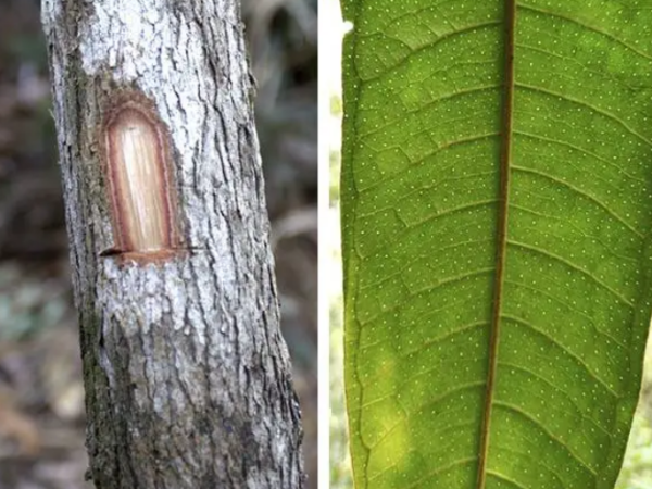 Nova espécie de árvore é encontrada na Mata Atlântica mineira