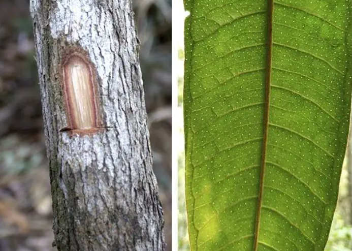 Nova espécie de árvore é encontrada na Mata Atlântica mineira
