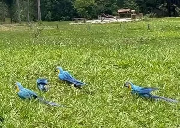 Treze araras-canindé resgatadas de criadouro são soltas na Chapada Imperial (DF)