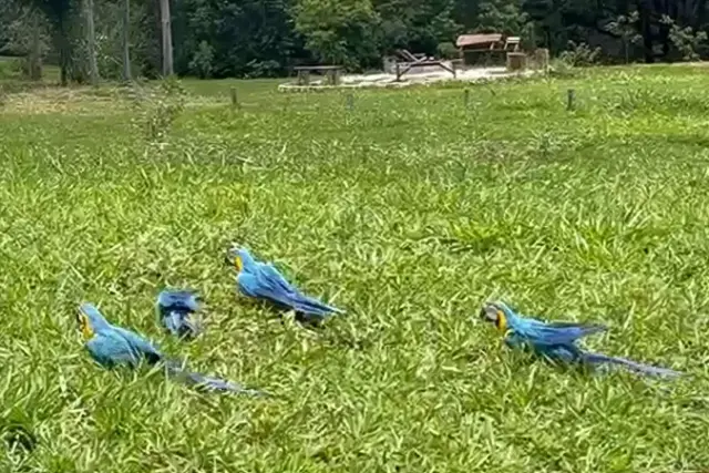 Treze araras-canindé resgatadas de criadouro são soltas na Chapada Imperial (DF)