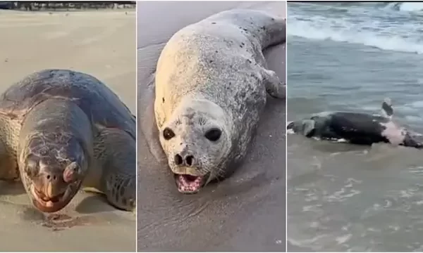 Ação humana amplia a morte de animais marinhos no litoral do Maranhão