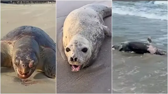 Ação humana amplia a morte de animais marinhos no litoral do Maranhão