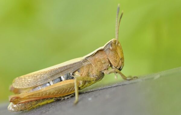 Gafanhoto fossilizado encontrado no norte de Portugal