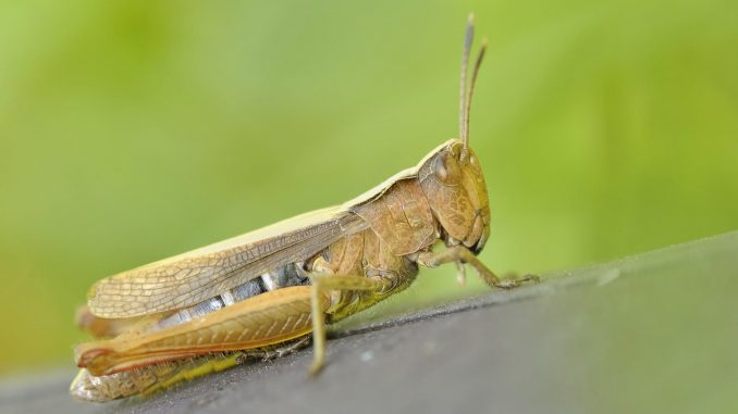 Gafanhoto fossilizado encontrado no norte de Portugal