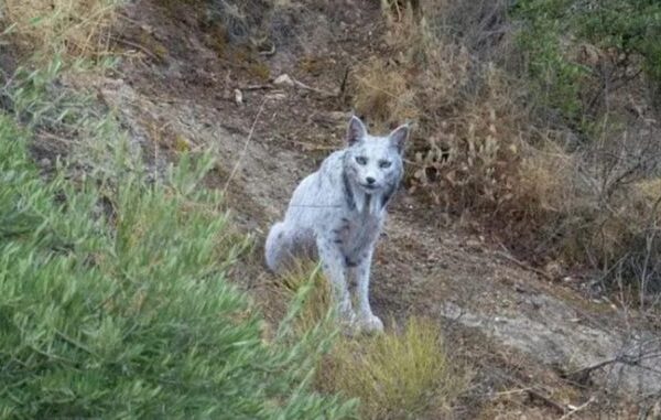 Lince ibérico branco fotografado na Andaluzia