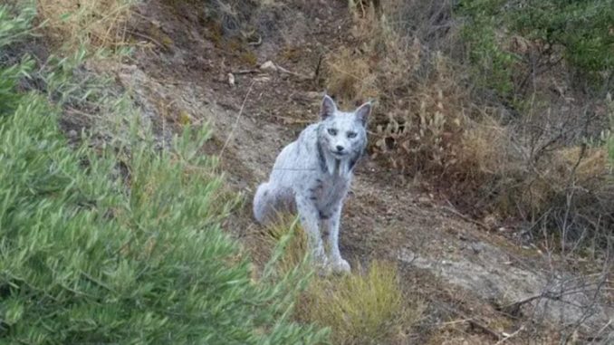 Lince ibérico branco fotografado na Andaluzia