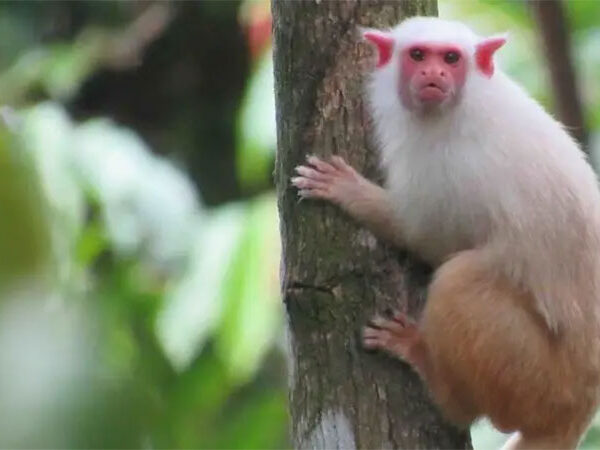 A corrida contra o tempo para descobrir espécies da Amazônia antes que desapareçam