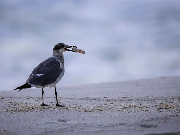 Sabe qual a dose letal de plástico para aves, tartarugas e mamíferos marinhos? “É menos do que se pensa”