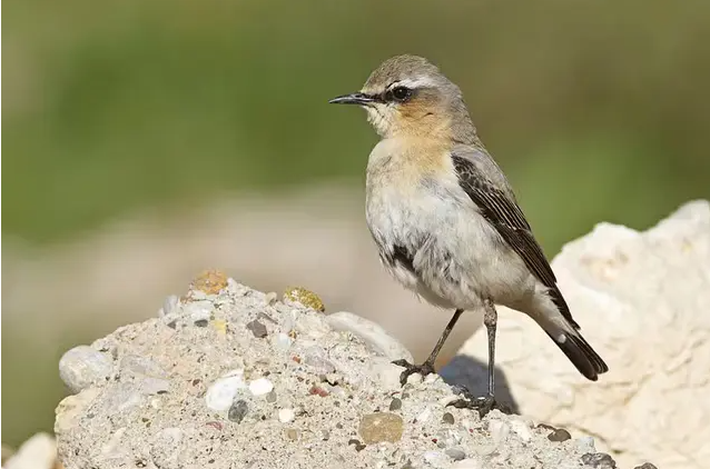 Calor está levando pássaros a partes mais altas das montanhas na Europa, diz estudo