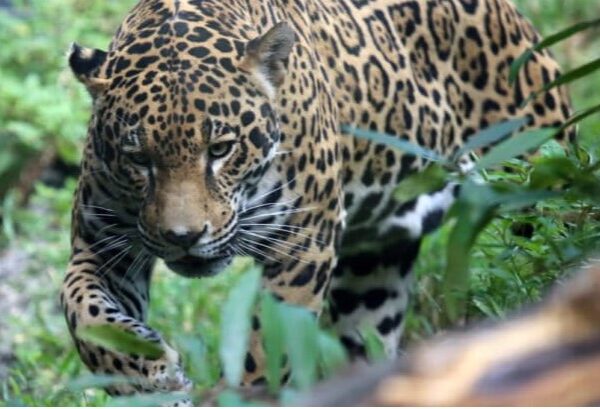 Mandiyurenda, a nova área protegida no Chaco boliviano que protege a onça-pintada e a água.