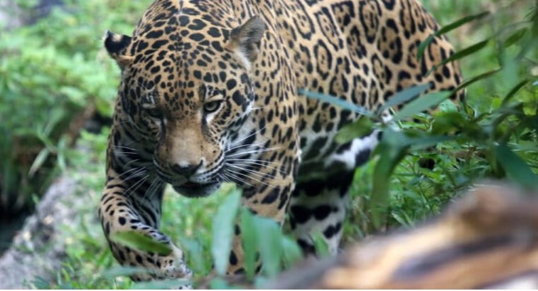 Mandiyurenda, a nova área protegida no Chaco boliviano que protege a onça-pintada e a água.