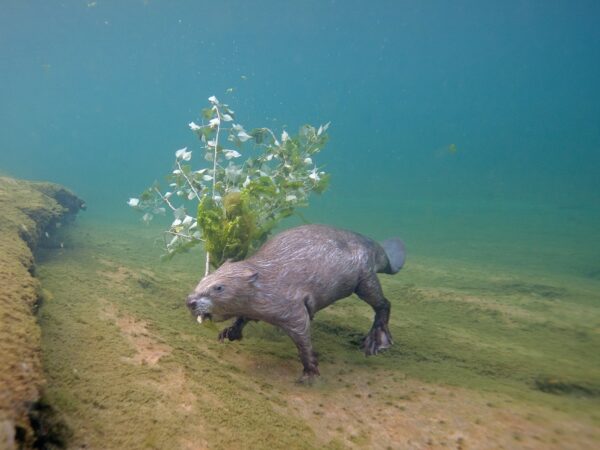 De volta do abismo, os castores eurasiáticos voltam a ser parte integrante do ecossistema fluvial no Vale do Loire, na França.