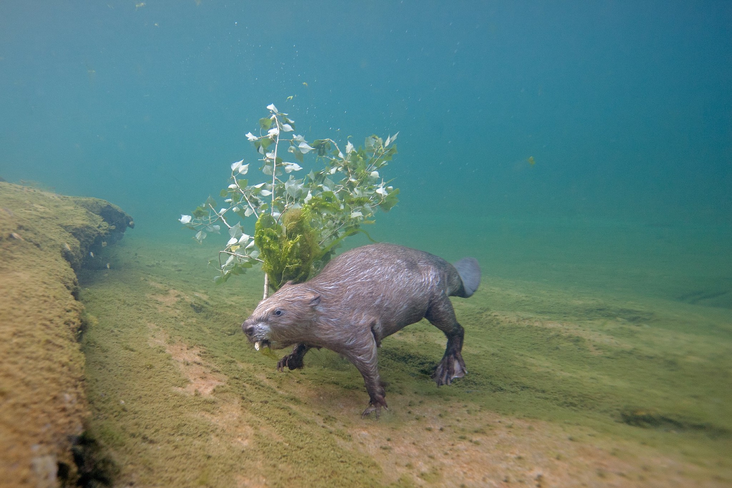 De volta do abismo, os castores eurasiáticos voltam a ser parte integrante do ecossistema fluvial no Vale do Loire, na França.