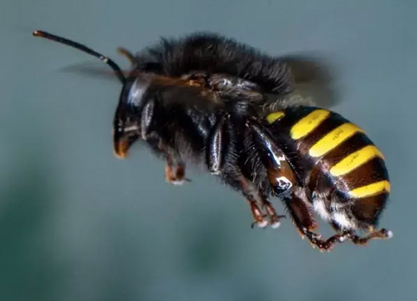 Diminuição de abelhas e borboletas põe biodiversidade e comida em risco