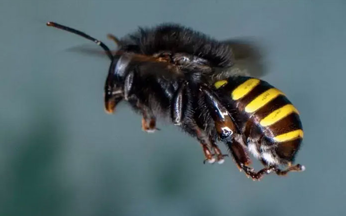 Diminuição de abelhas e borboletas põe biodiversidade e comida em risco