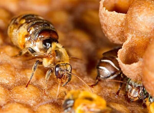 Abelhas amazônicas se tornam primeiros insetos do mundo a ter direitos reconhecidos por lei; entenda