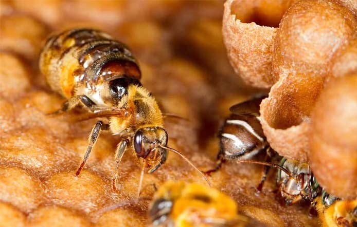 Abelhas amazônicas se tornam primeiros insetos do mundo a ter direitos reconhecidos por lei; entenda