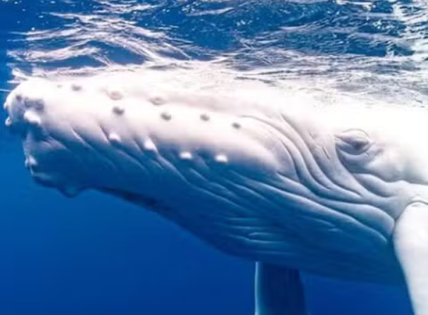 Rara baleia albina é vista em viagem incomum na Austrália