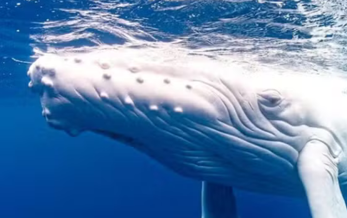 Rara baleia albina é vista em viagem incomum na Austrália