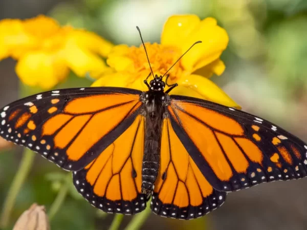 Infecções em borboletas triplicam nos ultimos anos