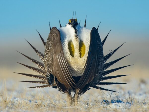 A Ave-do do Paraíso de Wyoming