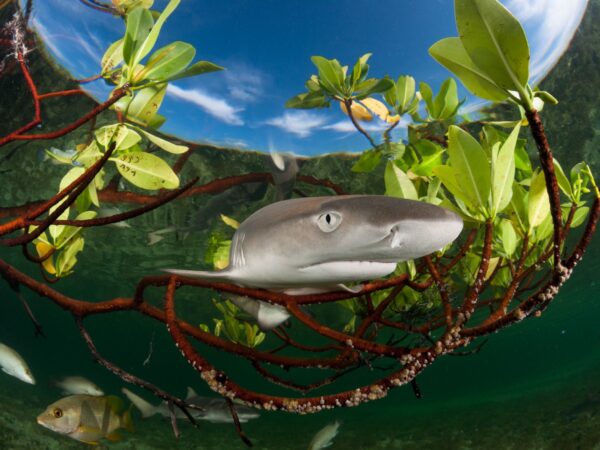Refugio de tubarões