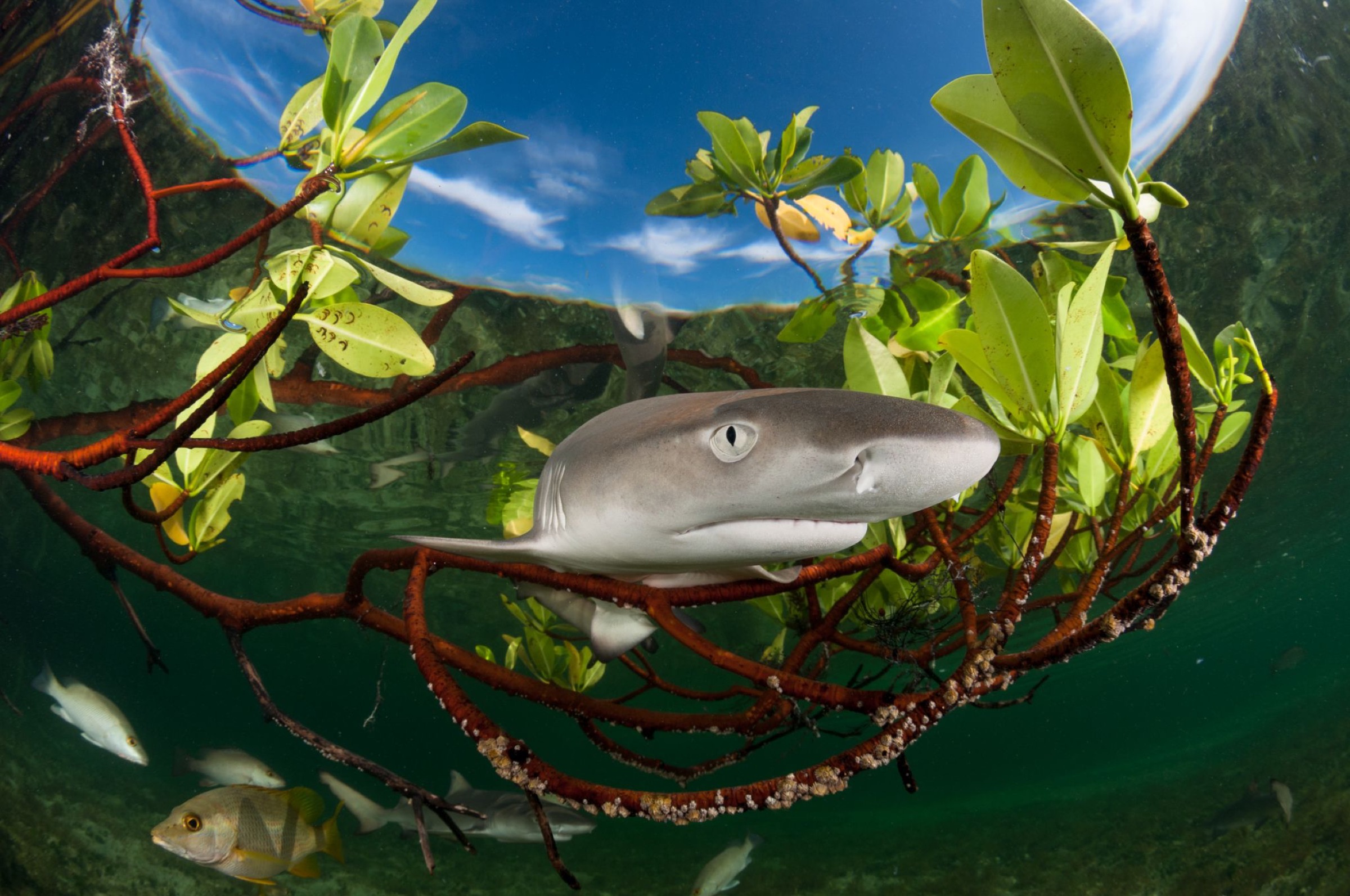 Refugio de tubarões