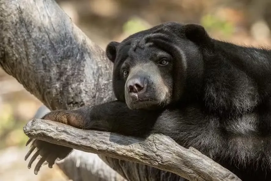 Coreia do Sul dá um passo histórico contra maus-tratos de animais e acaba com criação de ursos para extração de bile