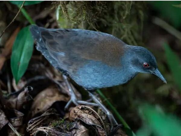 O misterioso retorno das ‘aves perdidas’ a Galápagos
