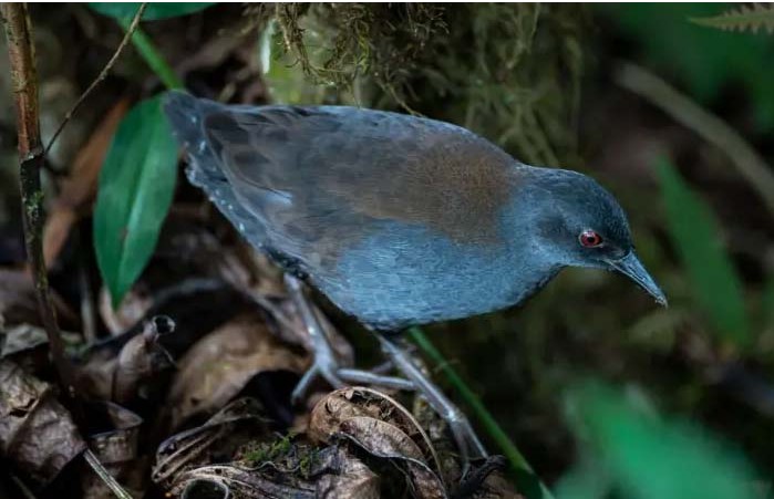 O misterioso retorno das ‘aves perdidas’ a Galápagos