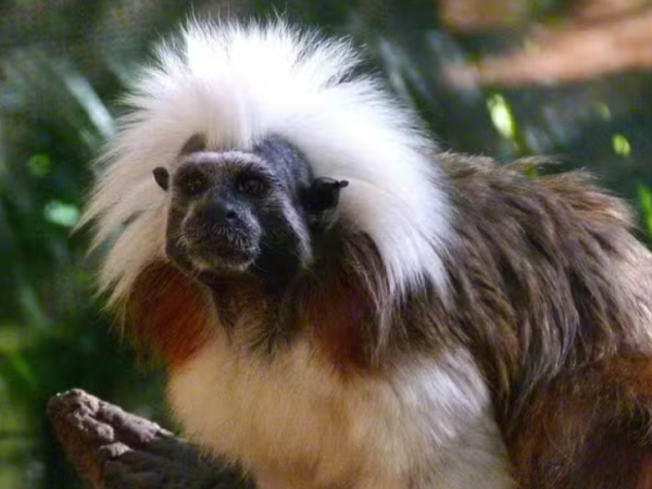 O ‘macaco punk’ que só existe na Colômbia está à beira da extinção — e a ciência tenta salvá-lo