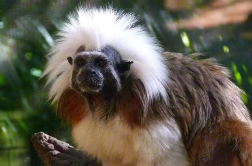 O ‘macaco punk’ que só existe na Colômbia está à beira da extinção — e a ciência tenta salvá-lo